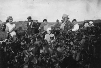 Historique - Domaine Colbois, Vins de Chitry